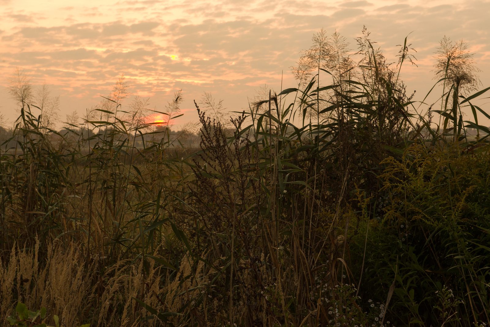 Napkelte a tópart nádasa mögött.